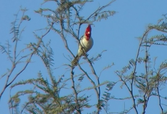 Red-crested Cardinal - ML331660041
