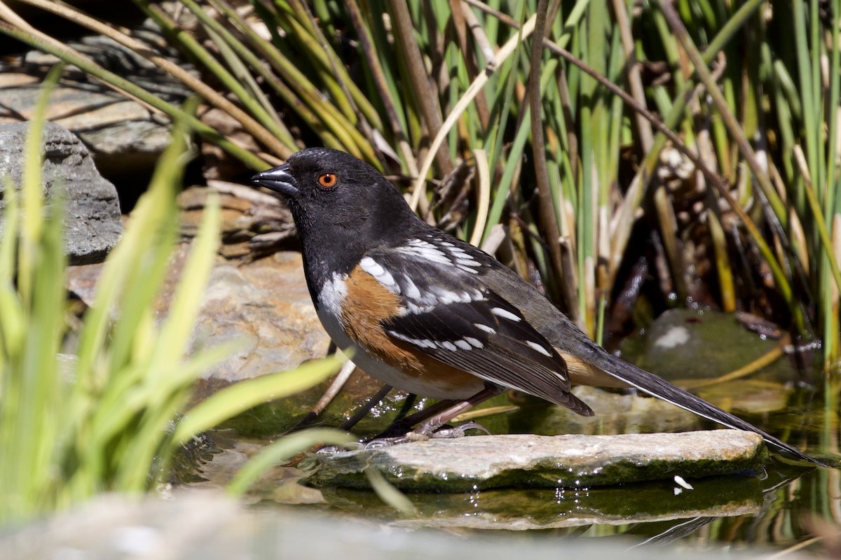Spotted Towhee - ML331662861