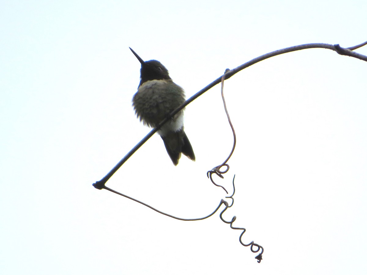 Ruby-throated Hummingbird - Tom Mitchell