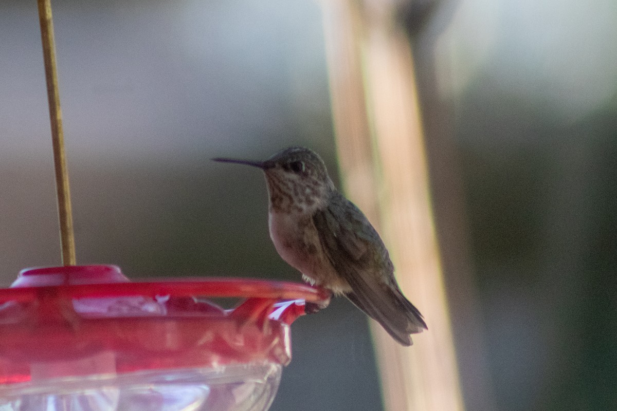 Calliope Hummingbird - ML331669181