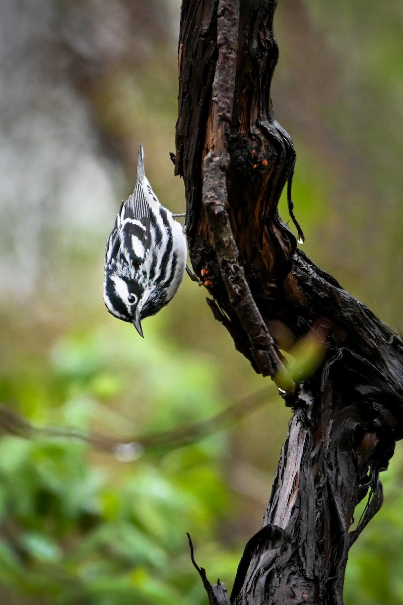 Black-and-white Warbler - ML331670821