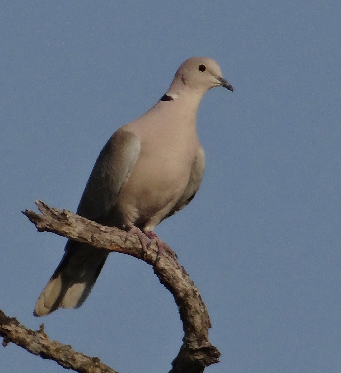 Eurasian Collared-Dove - ML33167361