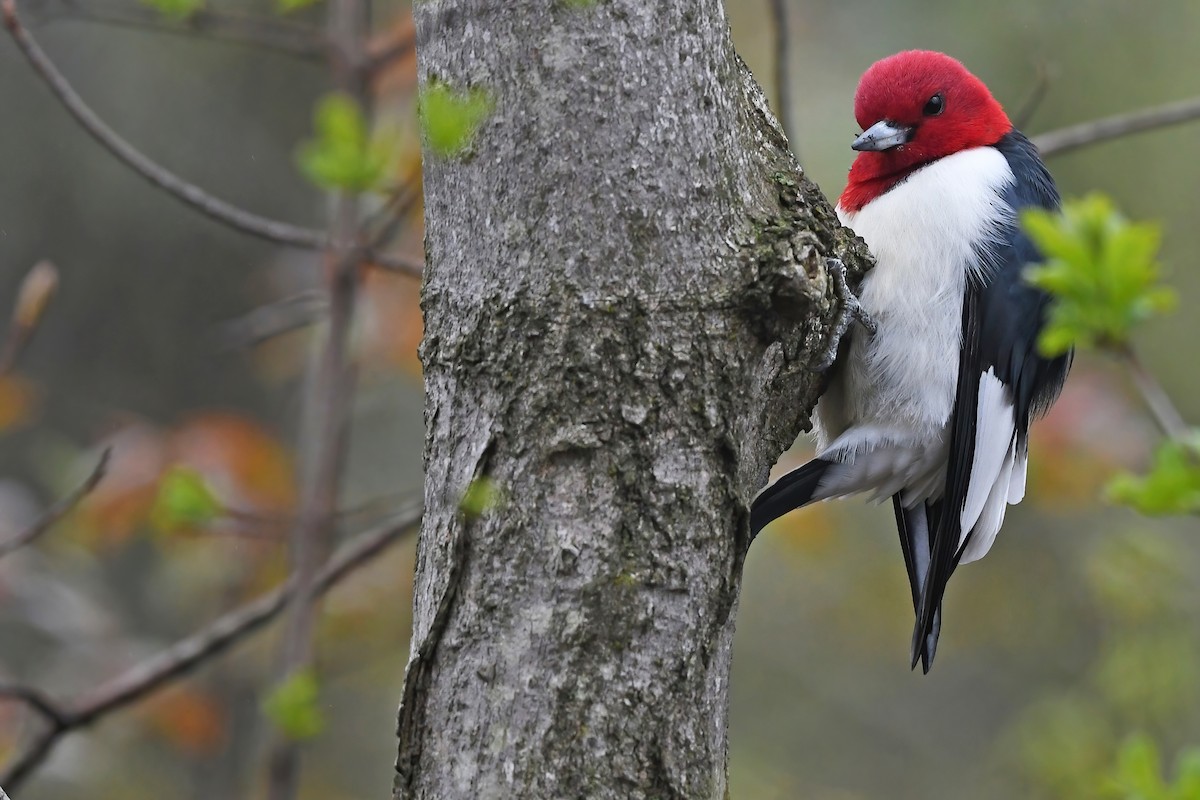 Red-headed Woodpecker - Lev Frid
