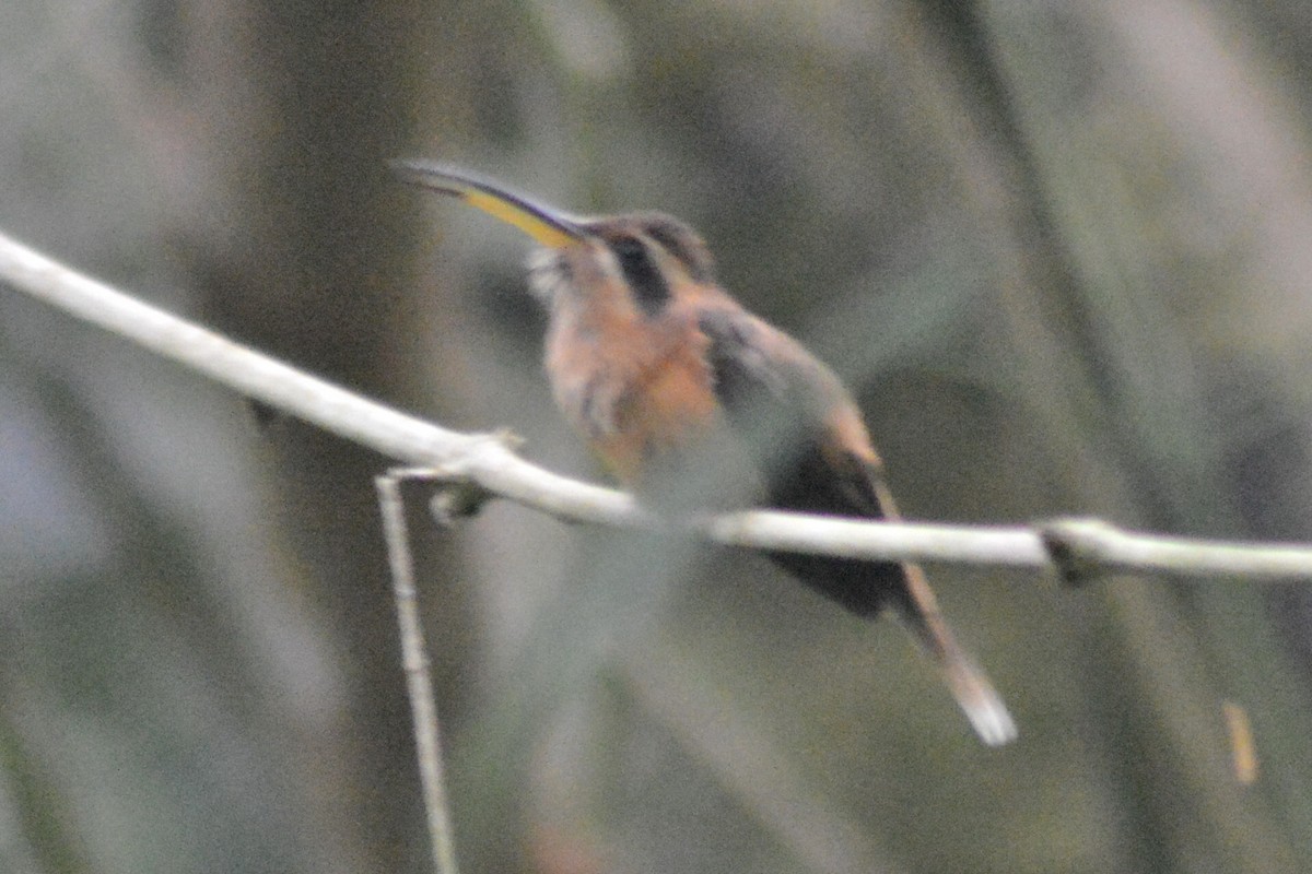 Stripe-throated Hermit - Carlos Mancera (Tuxtla Birding Club)