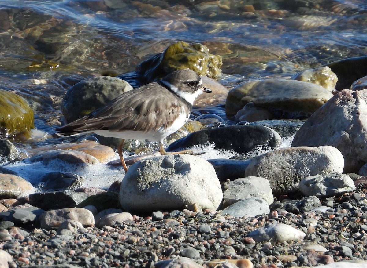 Semipalmated Plover - ML331680361
