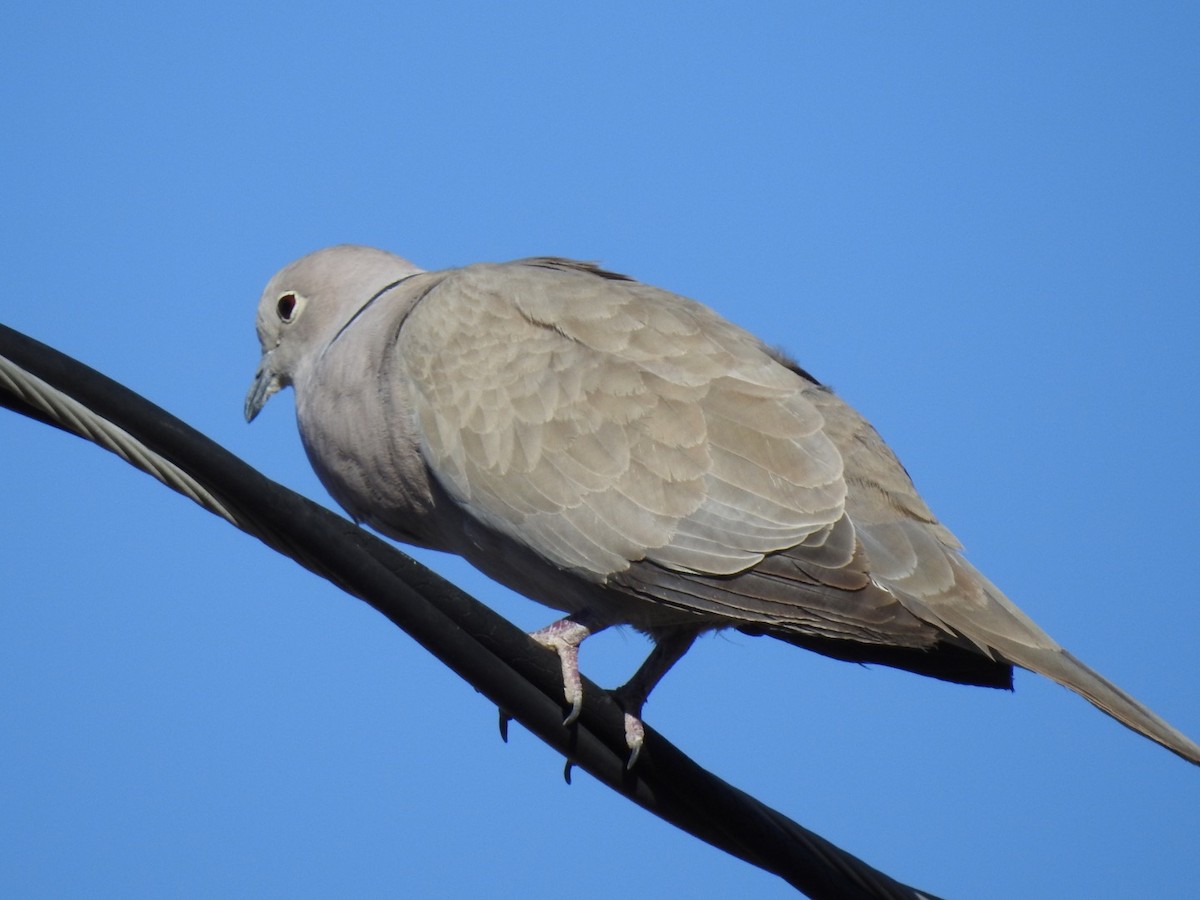 Eurasian Collared-Dove - ML331681091