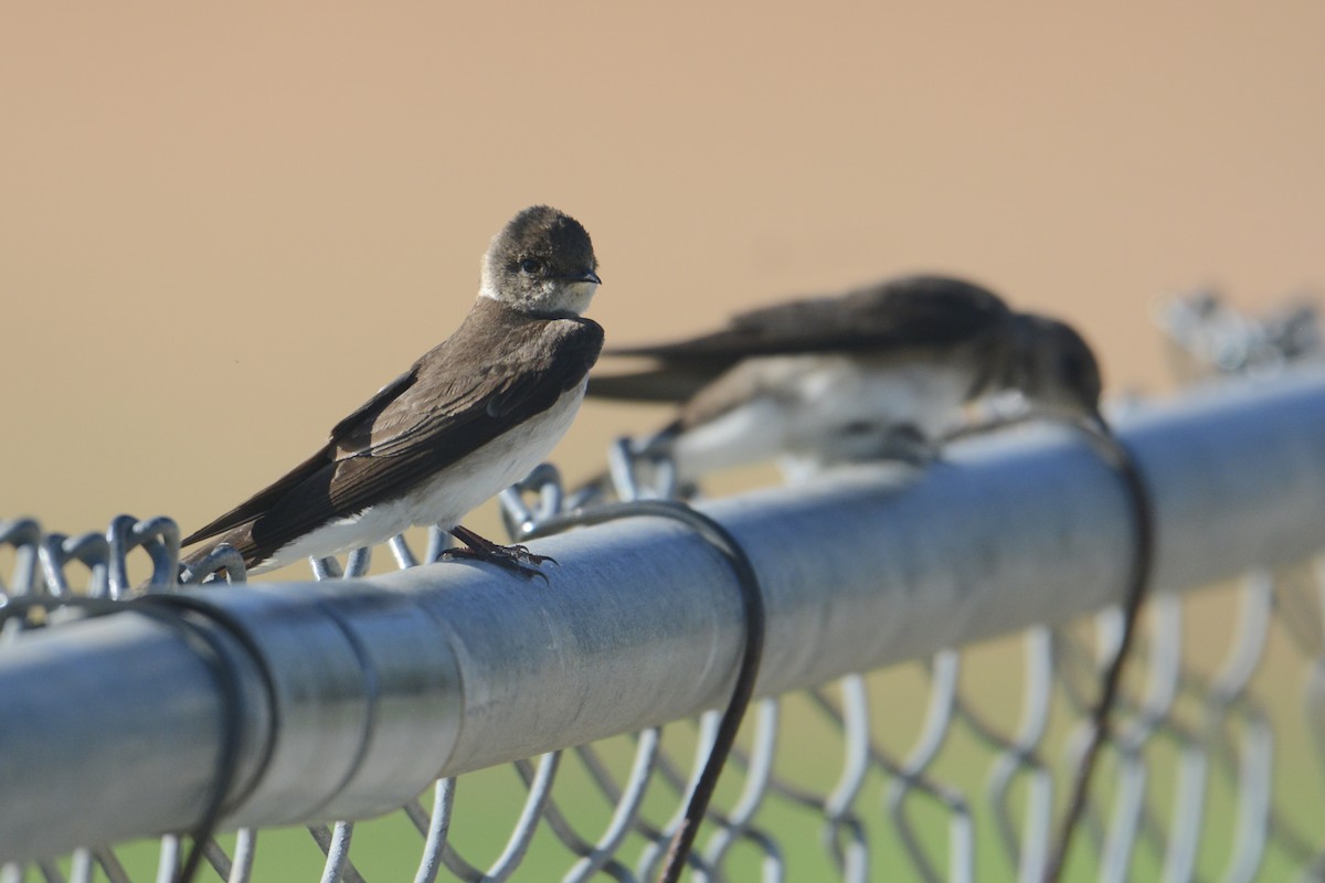 Northern Rough-winged Swallow - Bridget Spencer