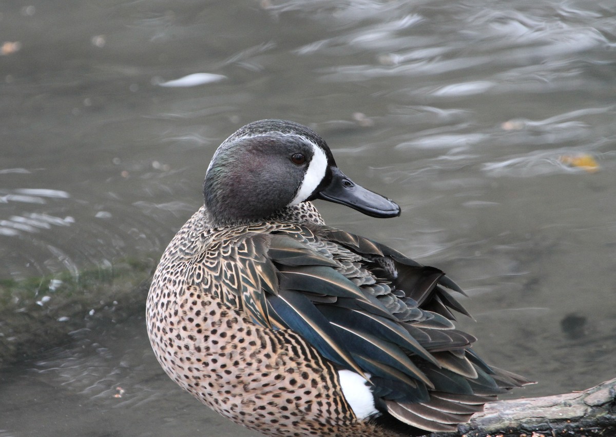 Blue-winged Teal - Marc North