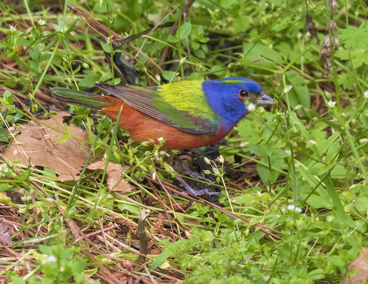 Painted Bunting - ML331688321