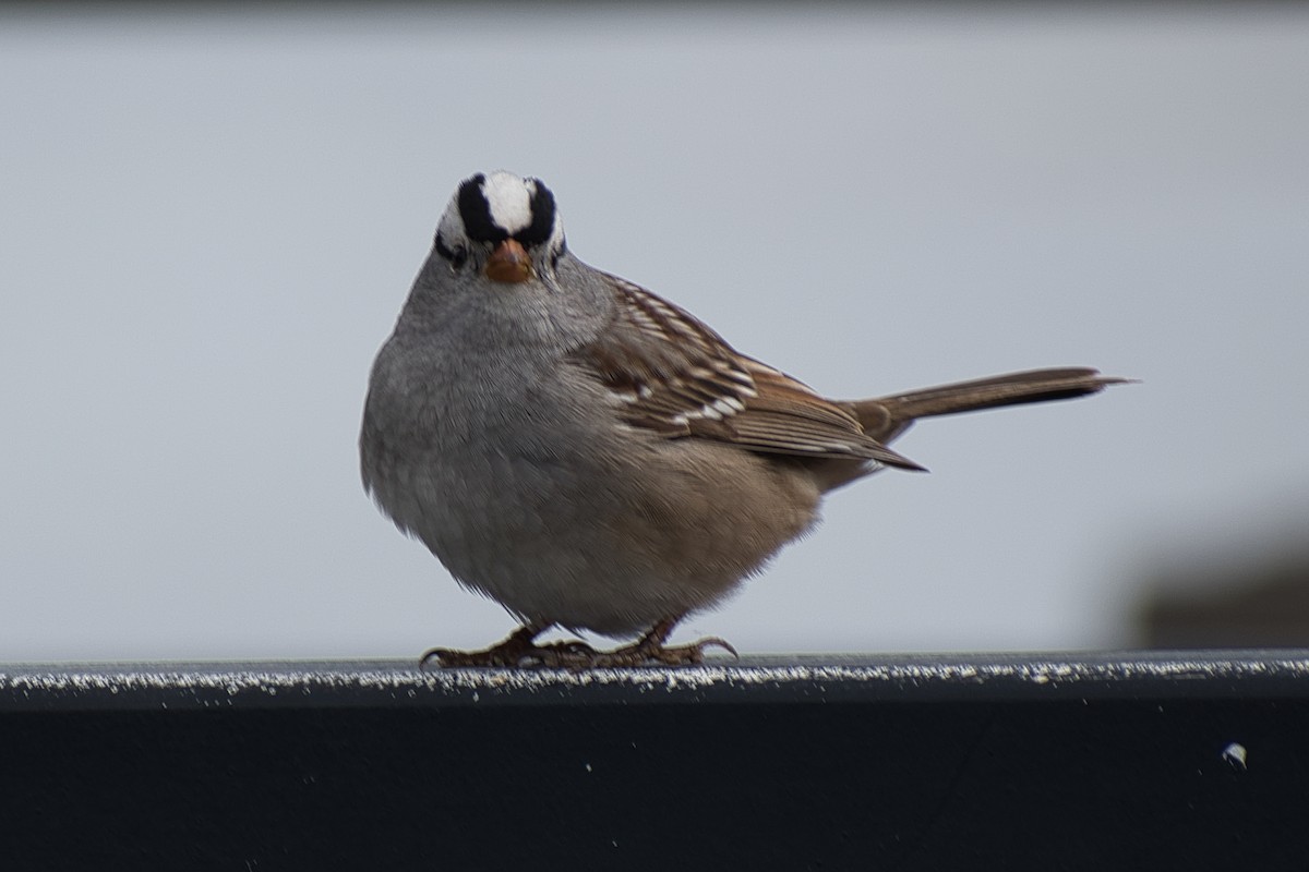 White-crowned Sparrow - ML331691531