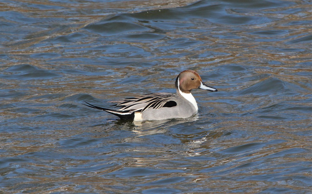 Northern Pintail - Marc North