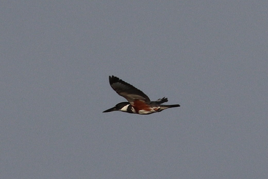 Belted Kingfisher - ML331697241