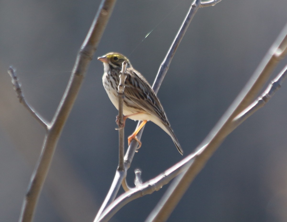 Savannah Sparrow - ML331697661