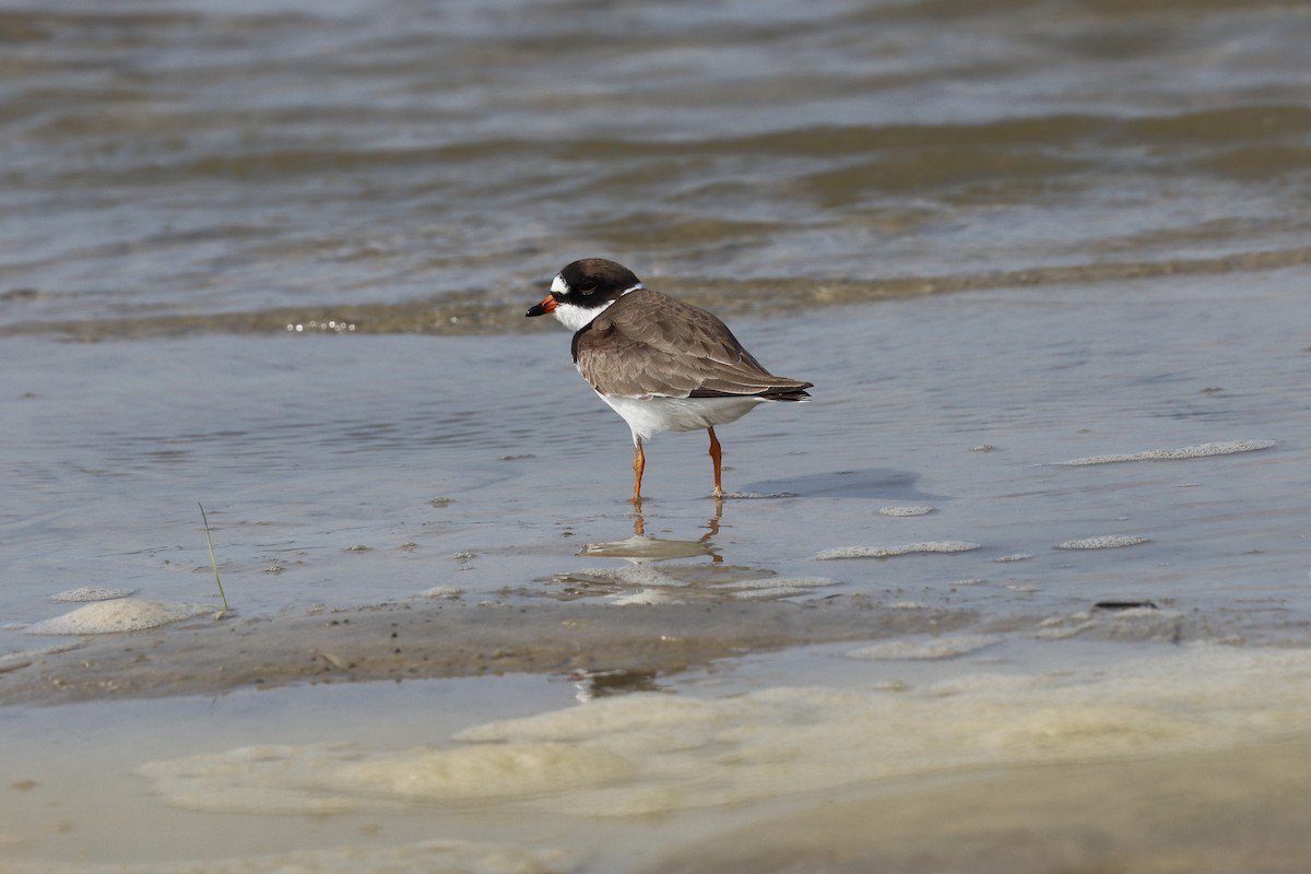 Semipalmated Plover - ML331700531