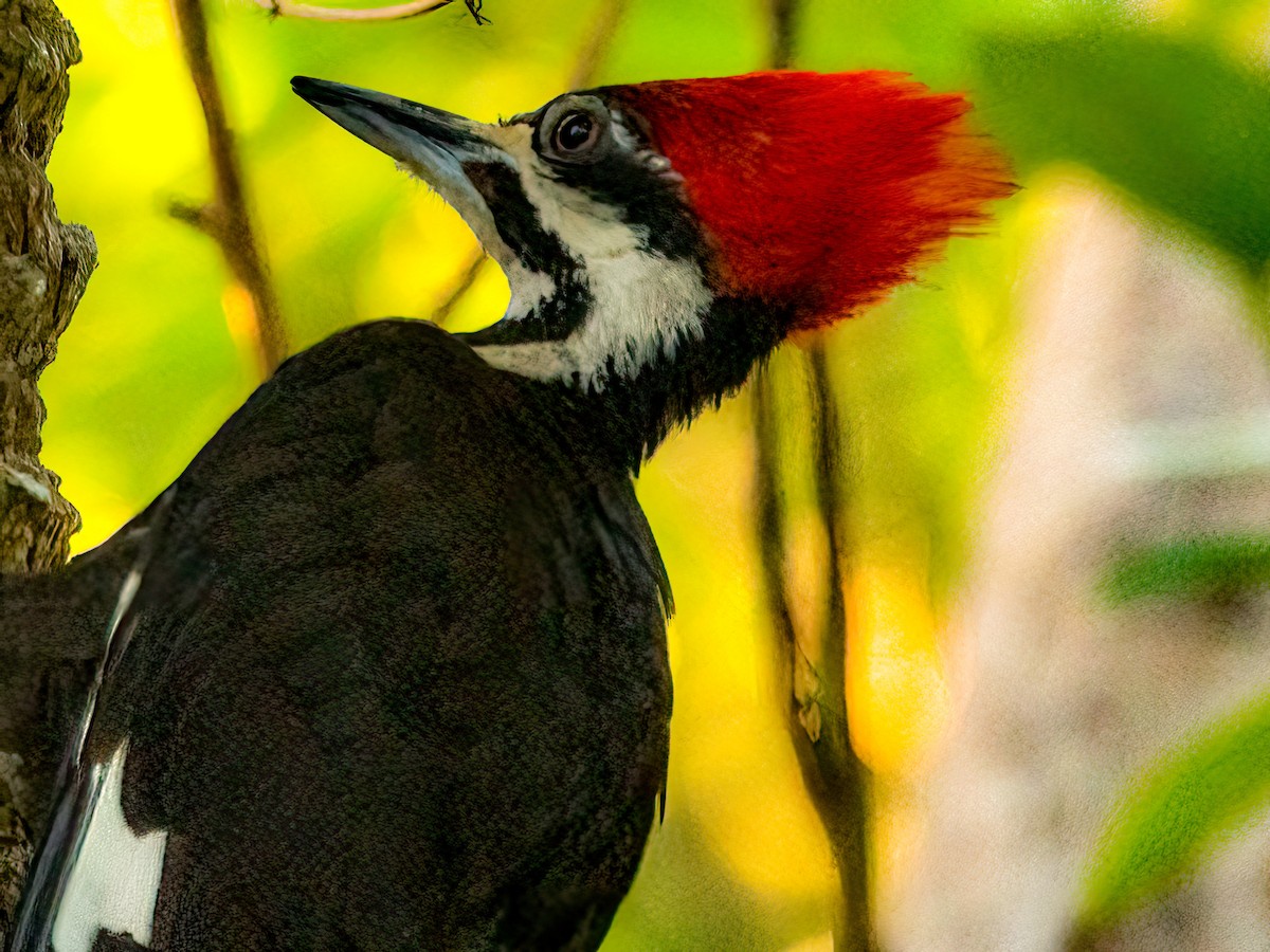 Pileated Woodpecker - ML331701091