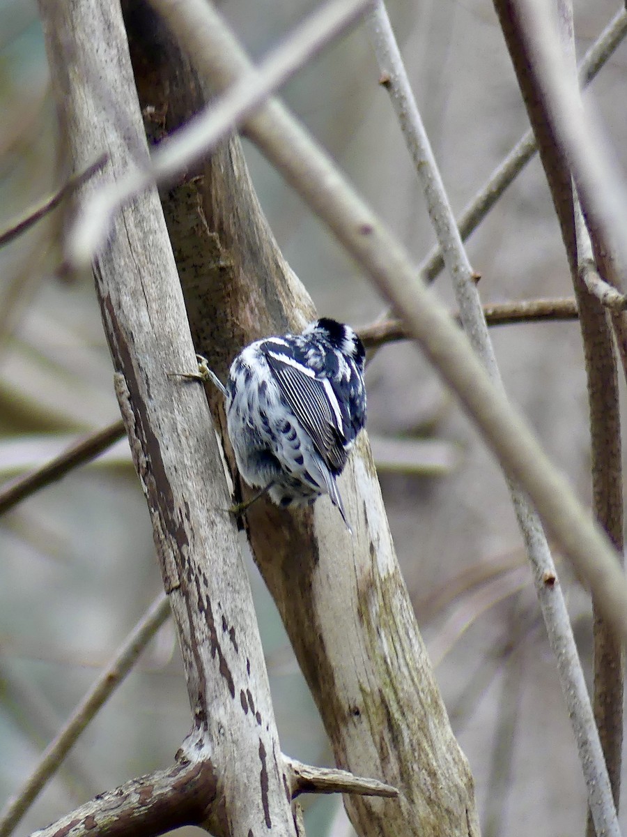 Black-and-white Warbler - ML331703181