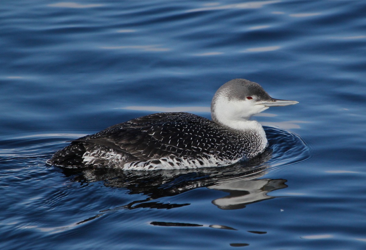 Red-throated Loon - ML33170601