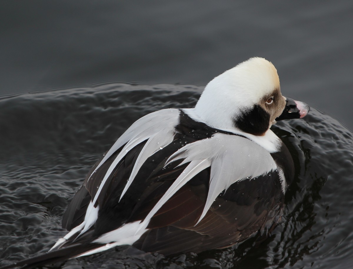 Long-tailed Duck - Marc North