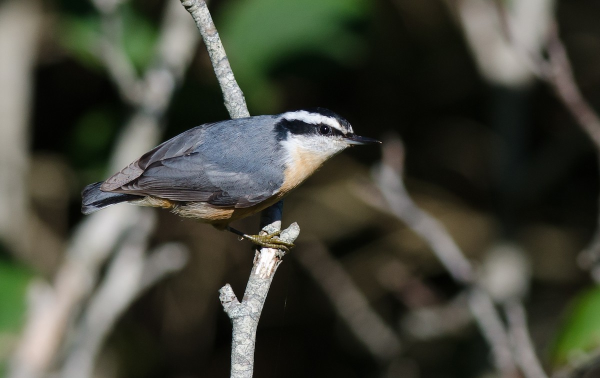 Red-breasted Nuthatch - Alix d'Entremont