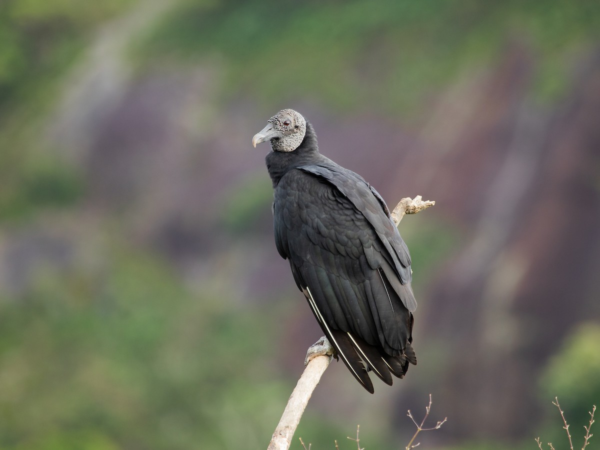 Black Vulture - Ricardo Mitidieri