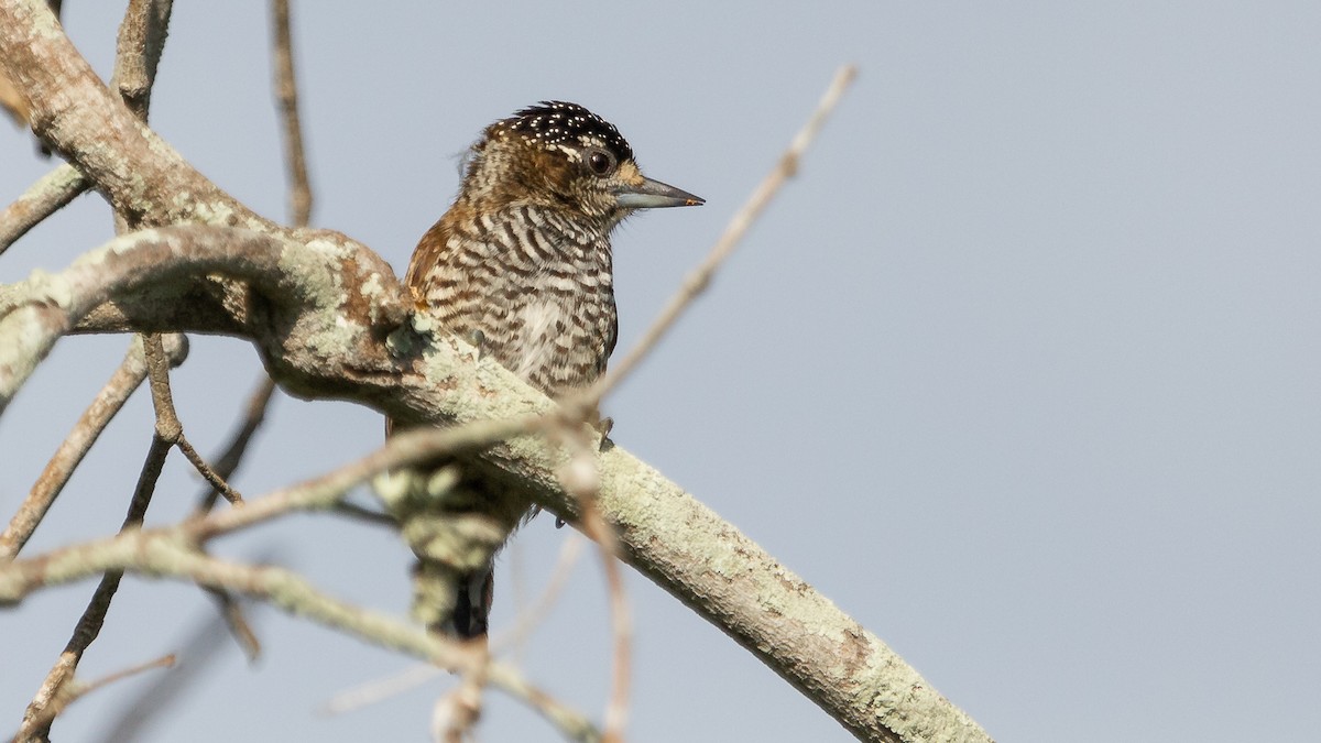 White-barred Piculet - ML331708971
