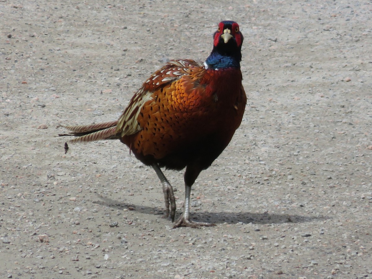 Ring-necked Pheasant - ML331709571
