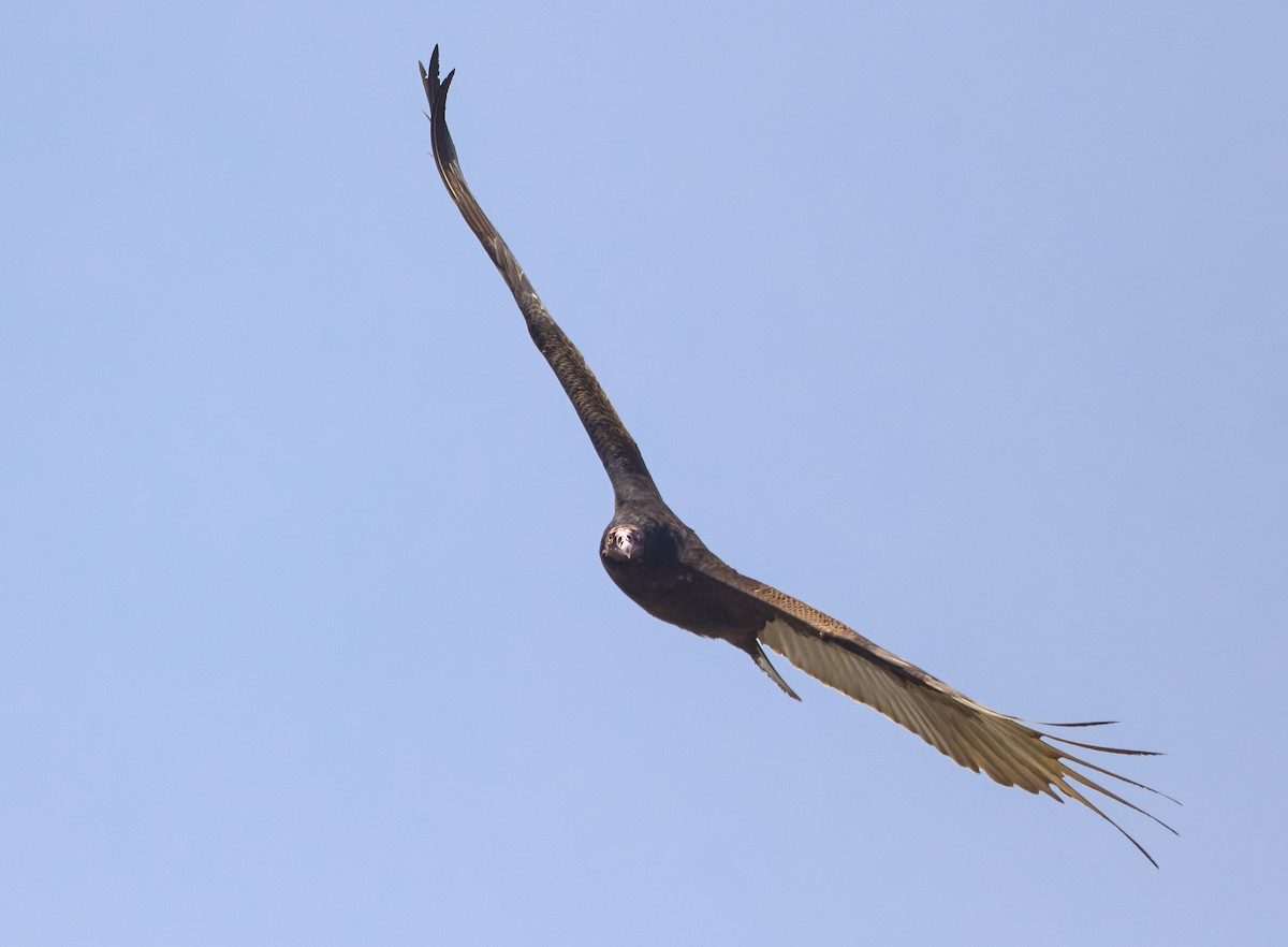 Turkey Vulture - ML331715851