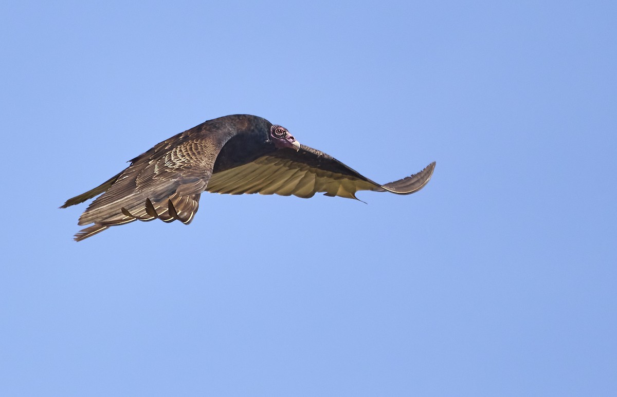 Turkey Vulture - ML331715861