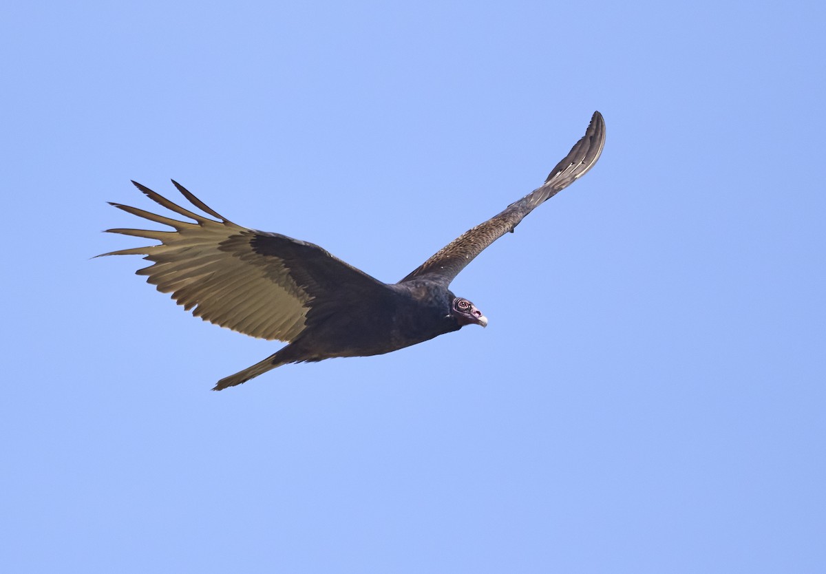 Turkey Vulture - ML331715891