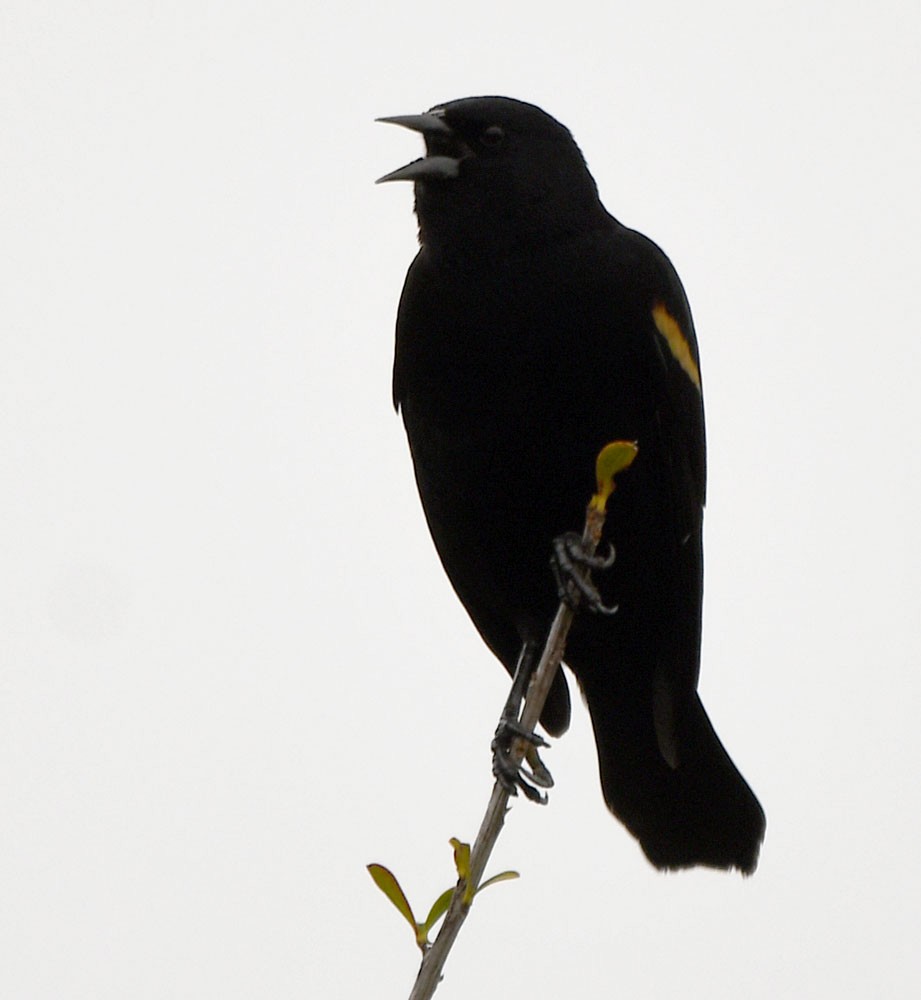 Red-winged Blackbird - William Wise