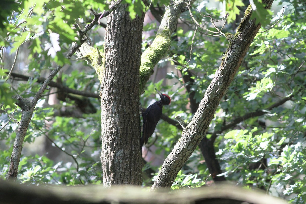 Black Woodpecker - ML33172001