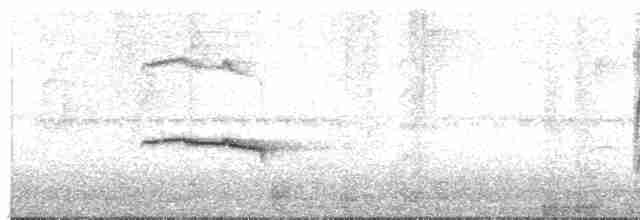 Large-tailed Antshrike - ML331721651