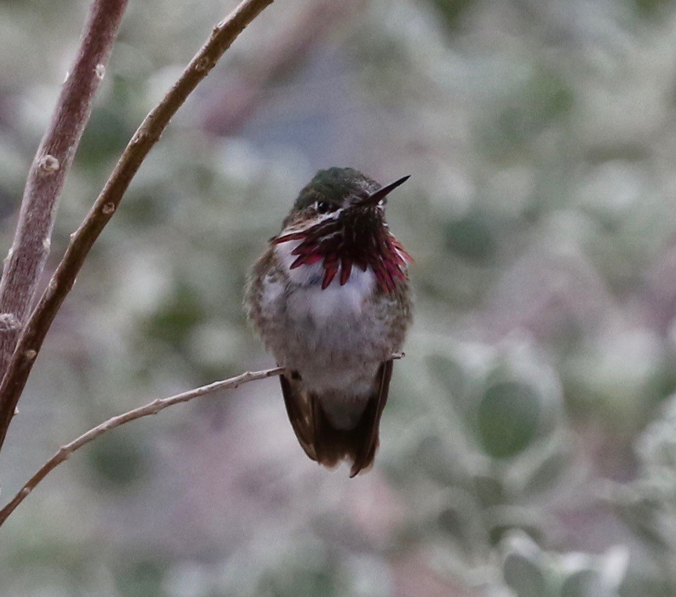 Calliope Hummingbird - Frank Mantlik