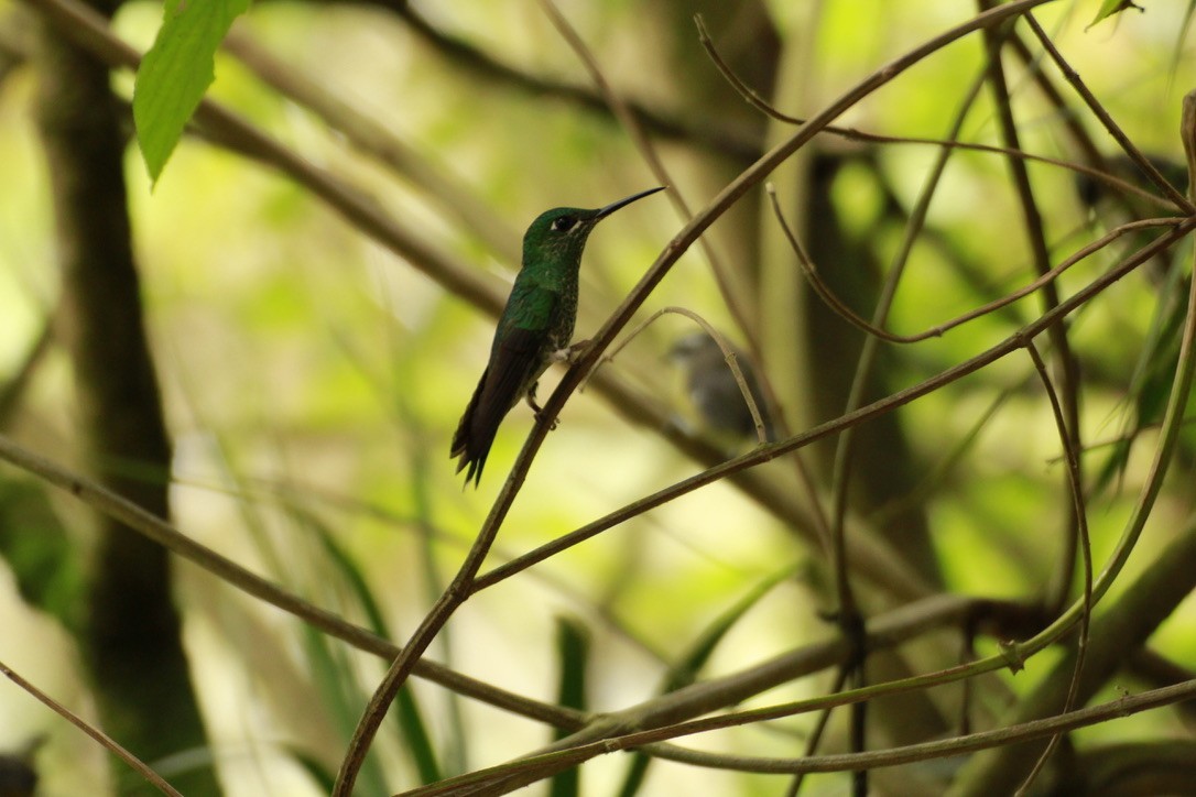 Talamanca Hummingbird - Marleen Boers