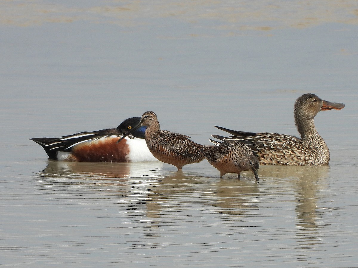 Long-billed Dowitcher - ML331736571