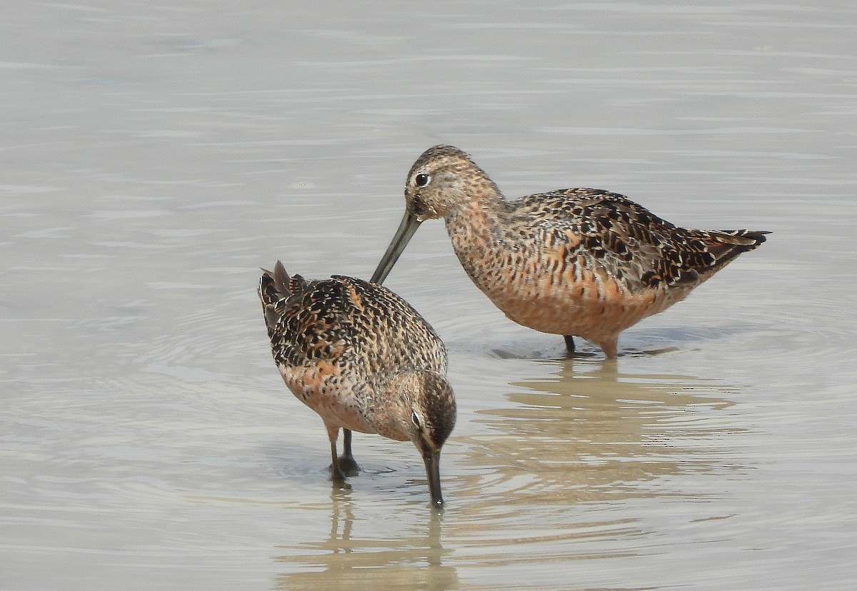 Long-billed Dowitcher - ML331736651