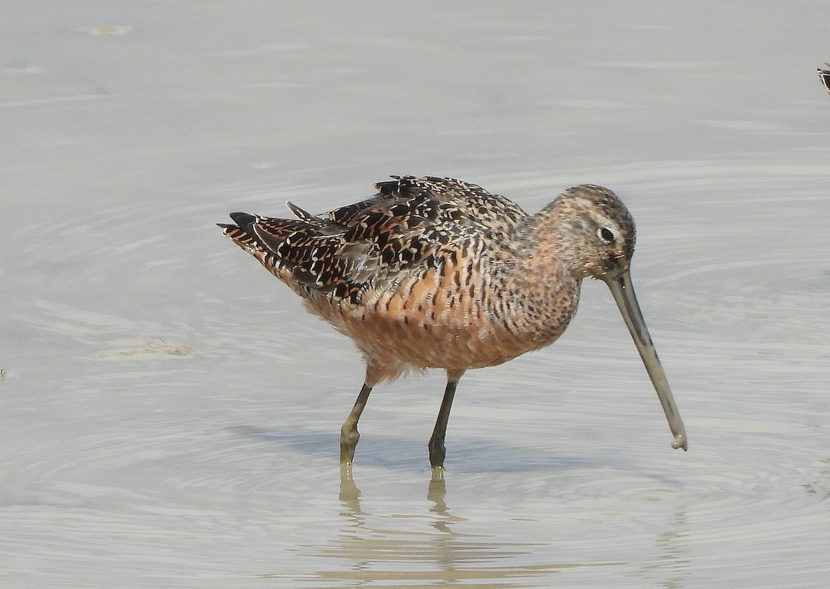 Long-billed Dowitcher - ML331736691