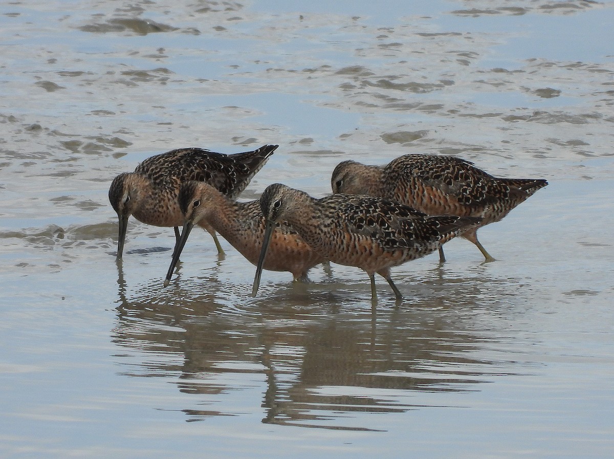 Long-billed Dowitcher - ML331736811