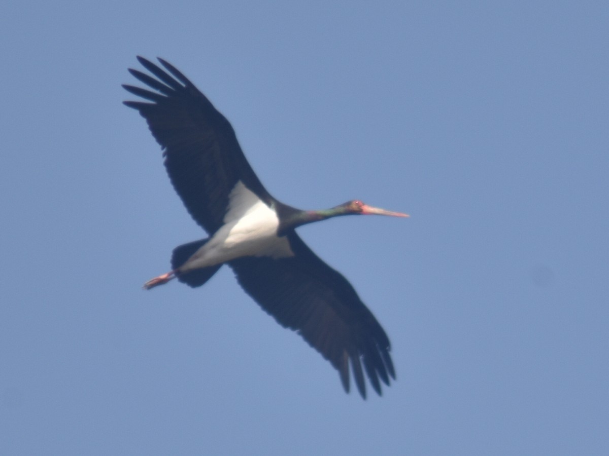 Black Stork - ML331737621