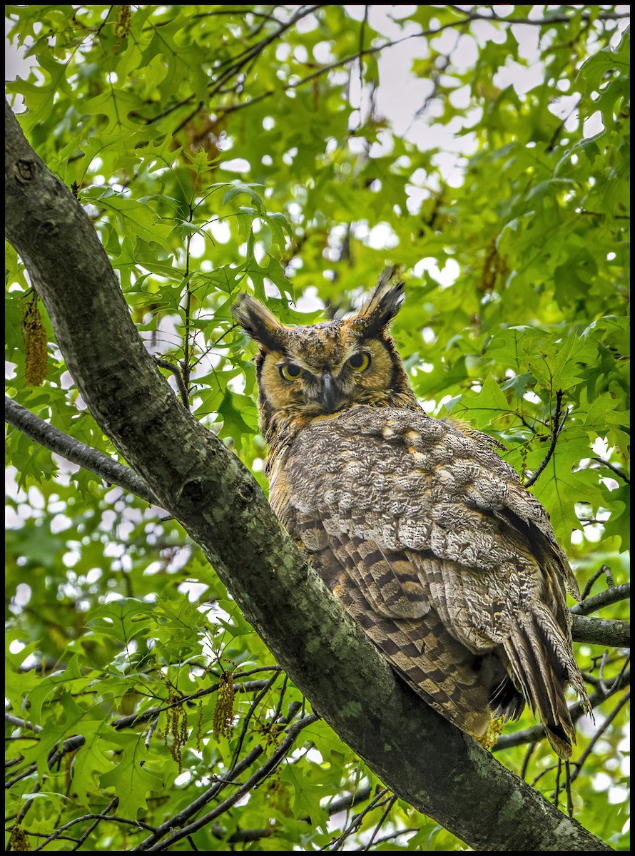 Great Horned Owl - Jim Emery