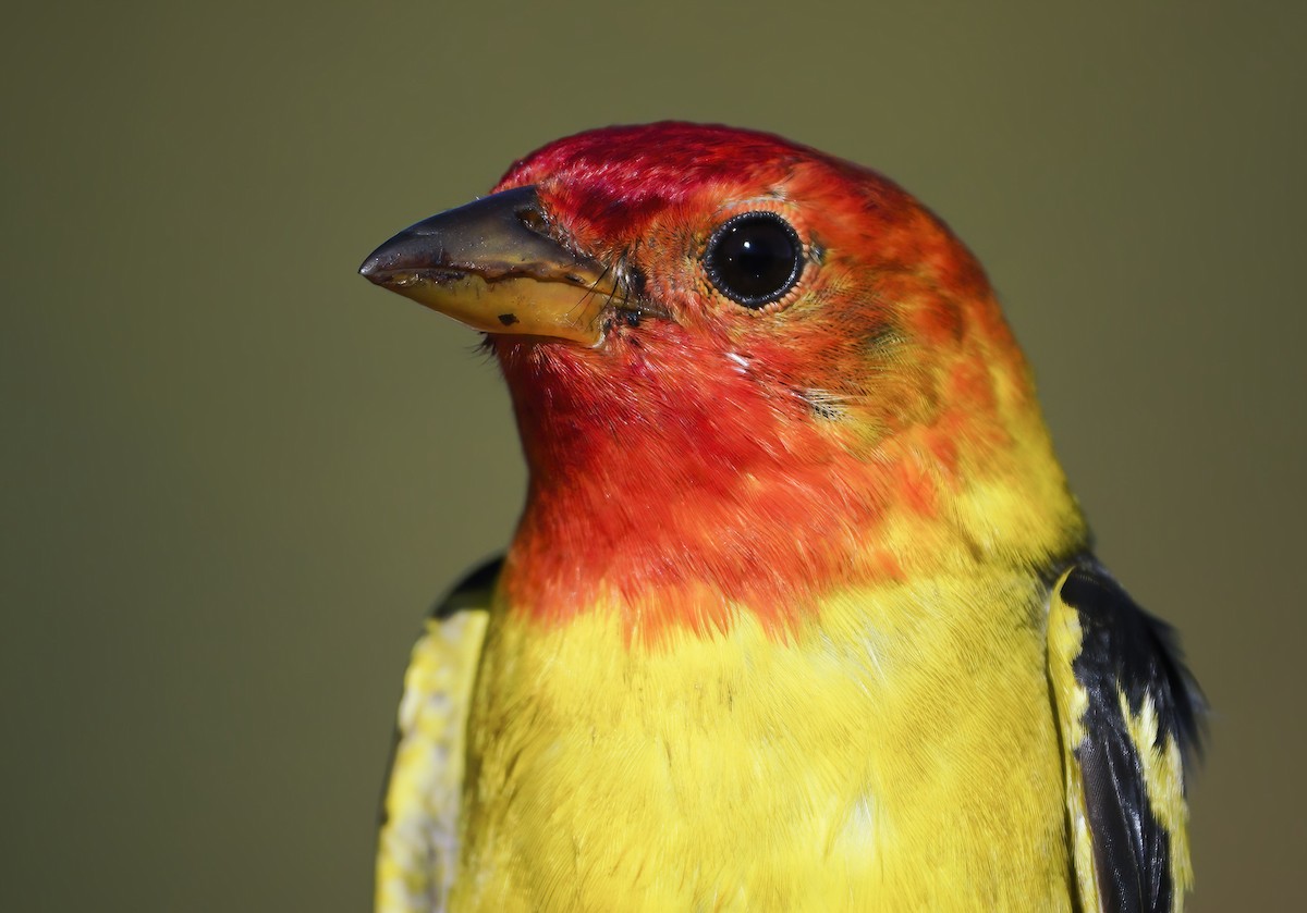 Western Tanager - ML331742541