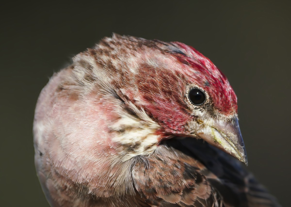 Cassin's Finch - Anonymous