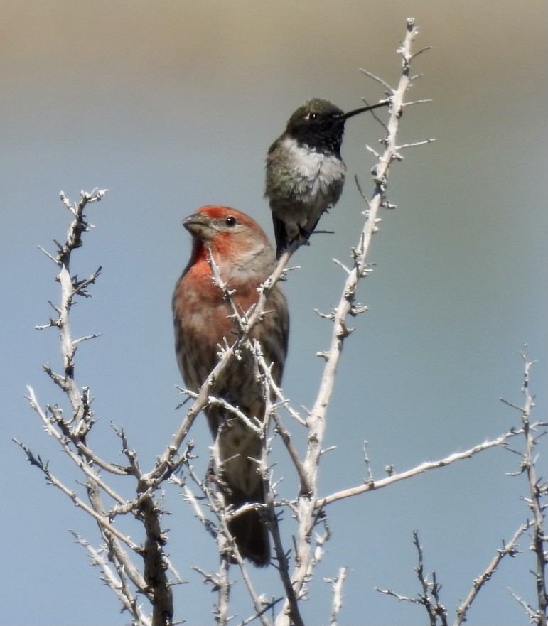 Black-chinned Hummingbird - ML331747451
