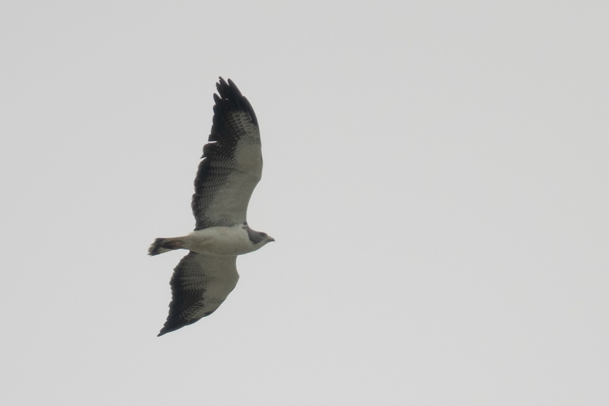 White-tailed Hawk - ML331751411