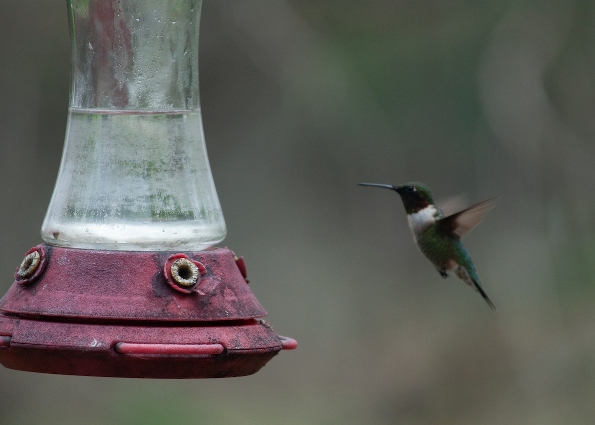 Ruby-throated Hummingbird - ML331753841