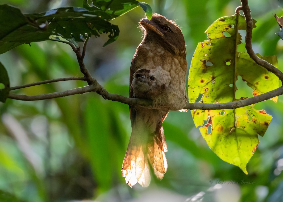 Gould's Frogmouth - ML331756331