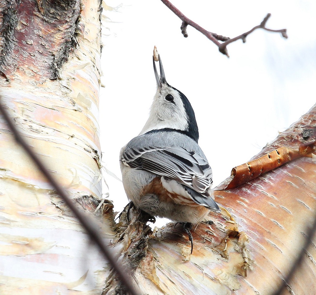 White-breasted Nuthatch - ML331758351