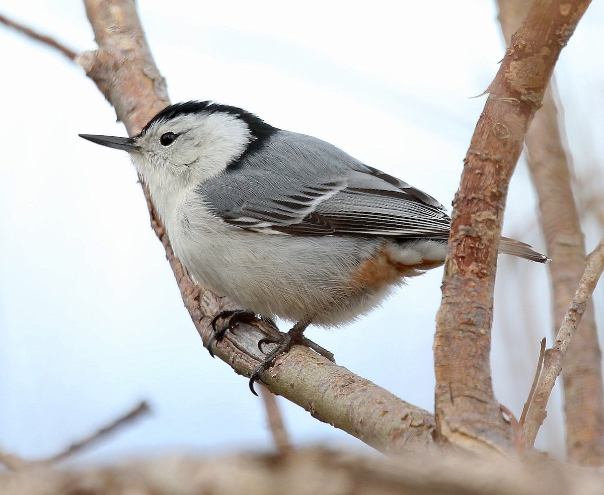 White-breasted Nuthatch - ML331758801