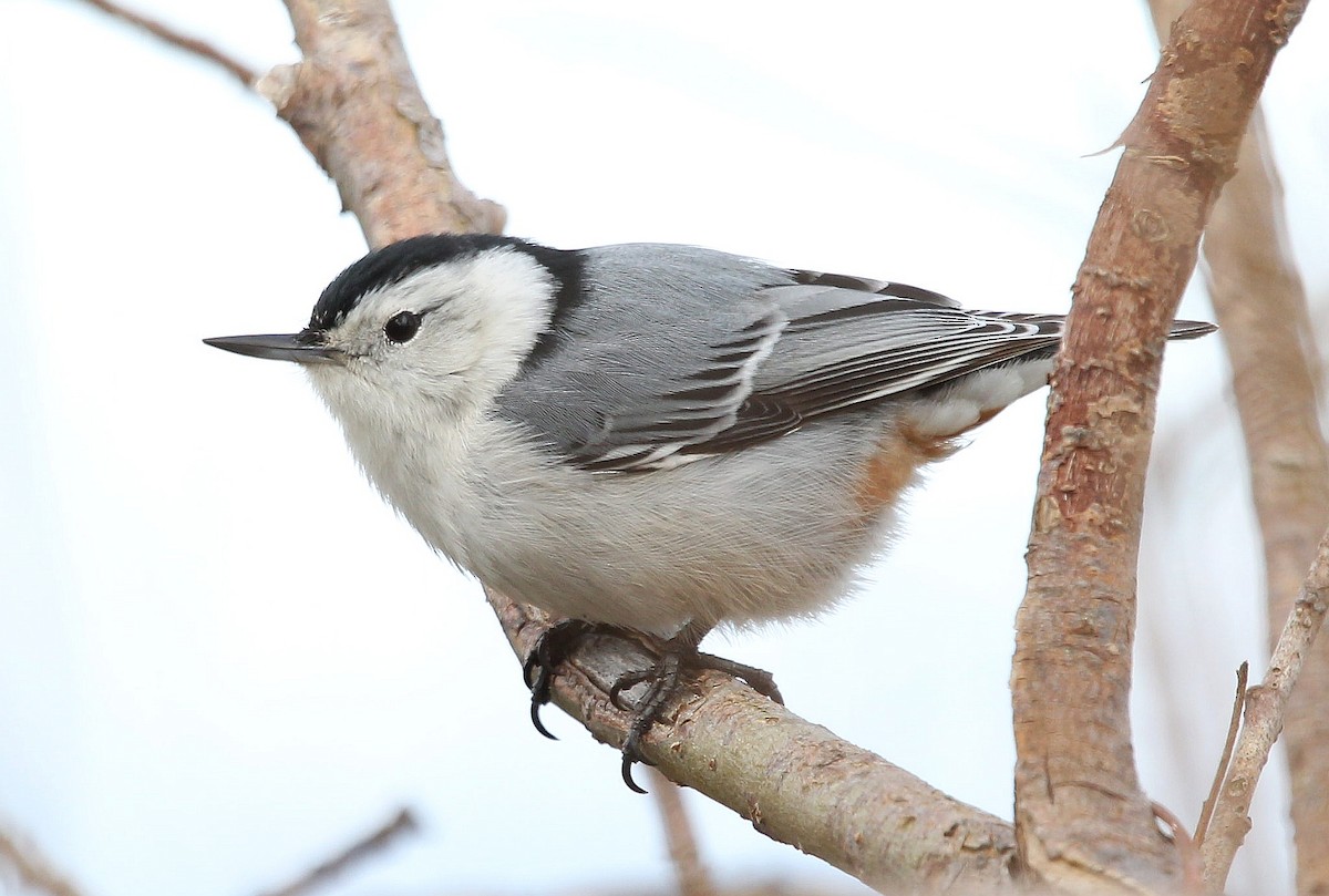 White-breasted Nuthatch - ML331759141