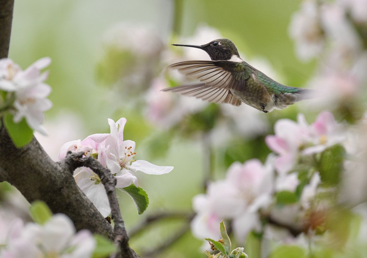 Ruby-throated Hummingbird - Tom Warren